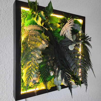 Moosbild Dschungel beleuchtet. Kugelmoos. Islandmoos. Farn. Holzrahmen. LED Beleuchtung.