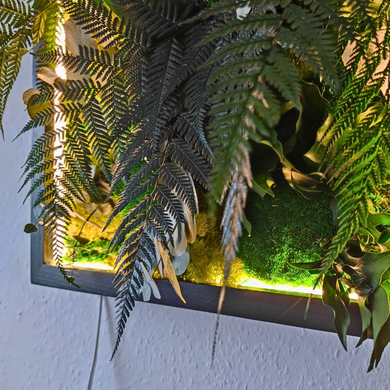 Moosbild Dschungel beleuchtet. Kugelmoos. Islandmoos. Farn. Holzrahmen. LED Beleuchtung. Detailansicht.