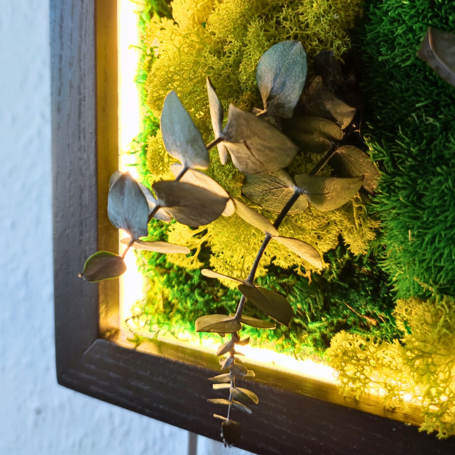 Moosbild Dschungel beleuchtet. Kugelmoos. Islandmoos. Farn. Holzrahmen. LED Beleuchtung. Detailansicht.