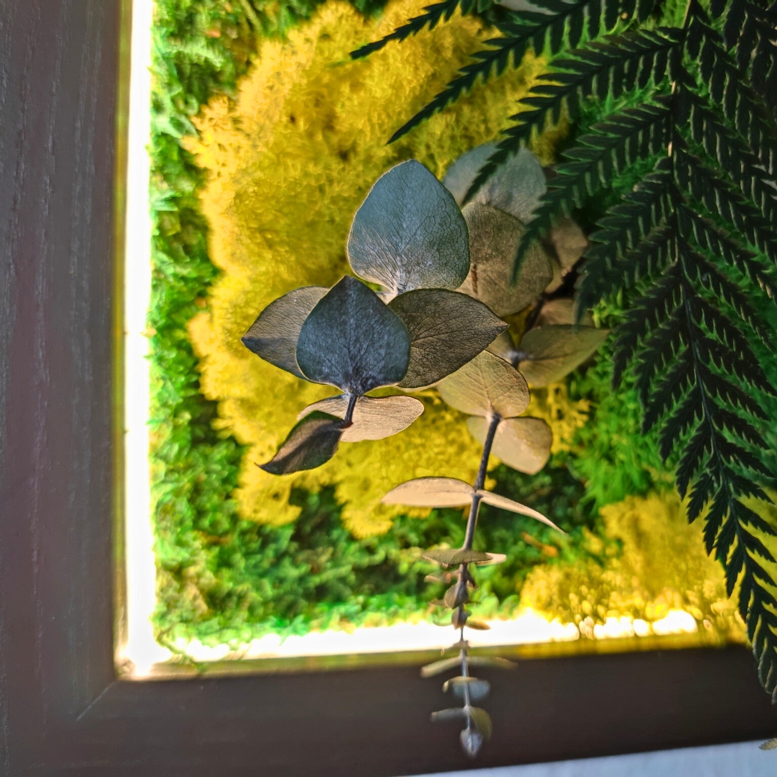 Moosbild Dschungel beleuchtet. Kugelmoos. Islandmoos. Farn. Holzrahmen. LED Beleuchtung. Detailansicht.