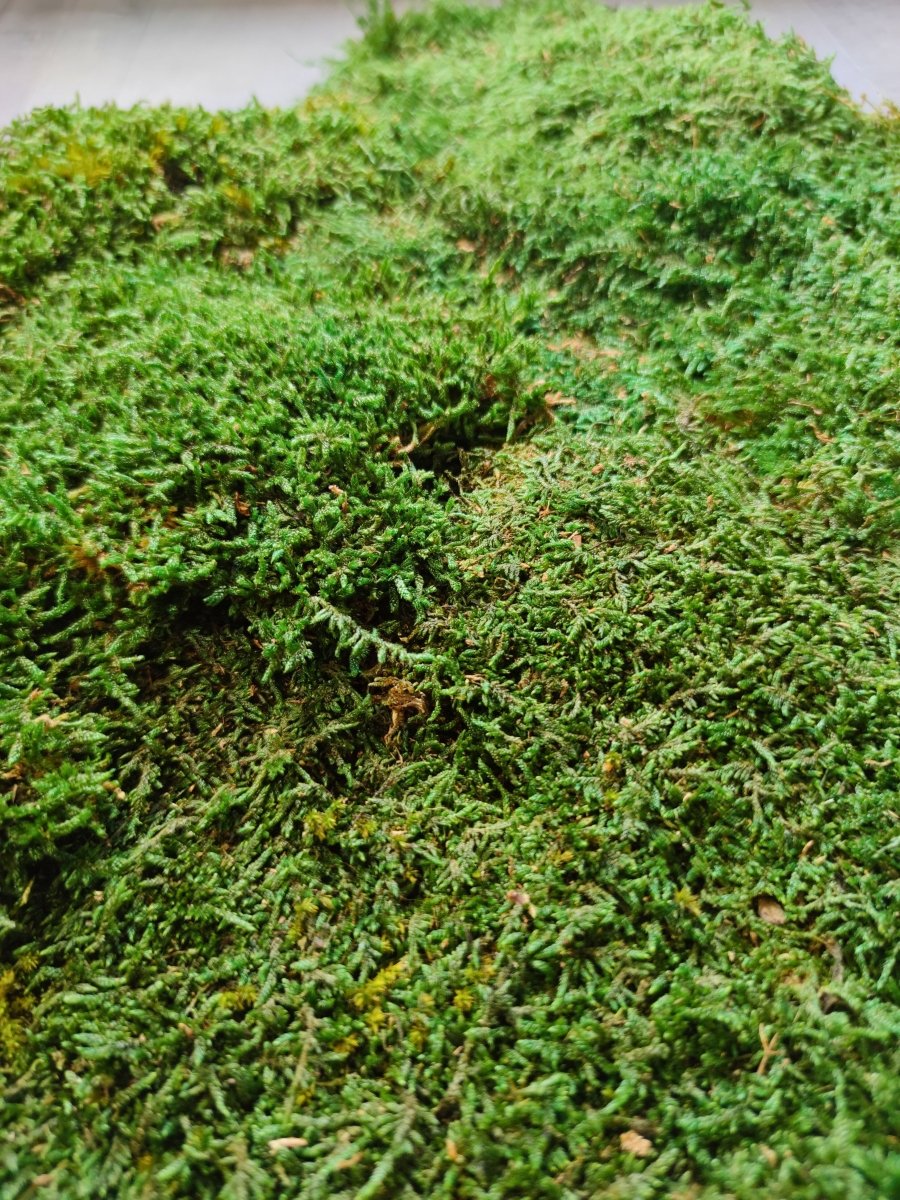 Mooswand als Akustikbild mit Holzrahmen. Handgefertigt. Moosbild als Akustikpaneel.